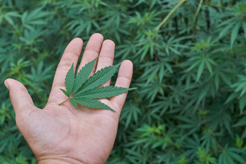 Hand holding a medical marijuana leaf in front of marijuana plants.