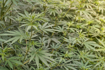 Wild marijuana growing outside in a field