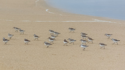 Sanderlings, birds running on the beach 
