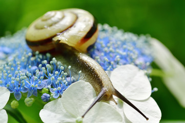 紫陽花とカタツムリ