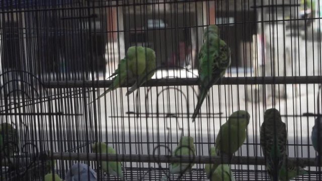Video of parrot birds with silhouettes of people on motorbike in the background - video in slow motion