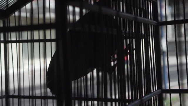 Video of common Hill Myna bird with silhouettes of people on motorbike in the background - video in slow motion