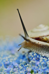 紫陽花とカタツムリ