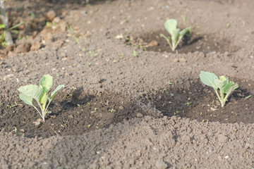 A small cabbage grows. Cabbage seedlings. Gardener.