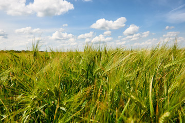 young wheat field closeup as background, bright sun, beautiful summer landscape