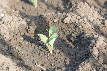 A small cabbage grows. Cabbage seedlings. Gardener.