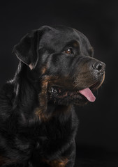 Obraz premium rottweiler in studio