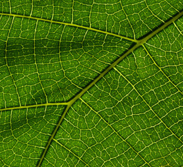 green leaf texture as background