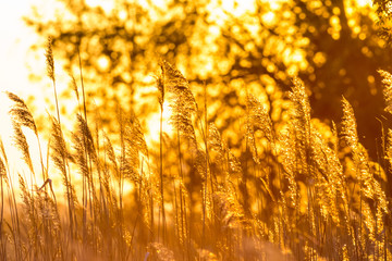 romantic mood in the evening light