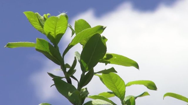 Trees and leaves against the blue sky. Nature begins to blossom. Spring