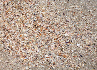 Background: sea sand with seashells, shells, pebbles close-up.