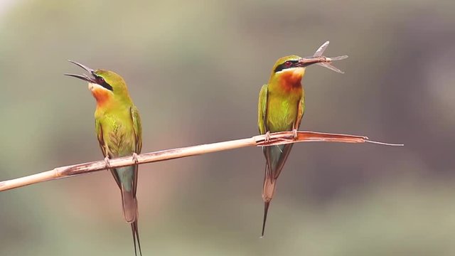 Blue tailed bee Eater  with hunt