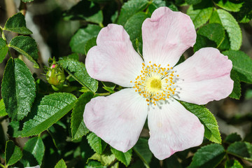 Flor, capullo y hojas de Escaramujo, Rosal silvestre. Rosa canina.