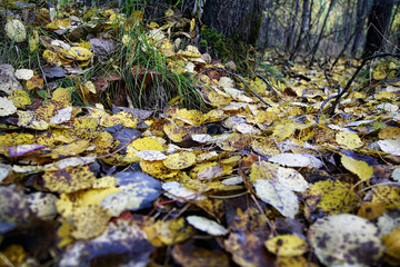 Fallen autumn leaves on the ground