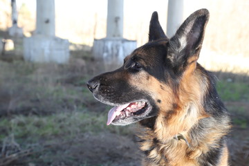 Dog German Shepherd outdoors in a summer