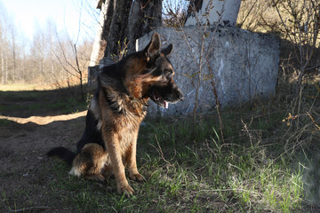 Naklejka premium Dog German Shepherd outdoors in a summer