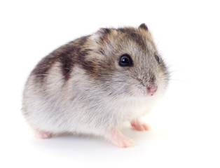 Small domestic hamster.