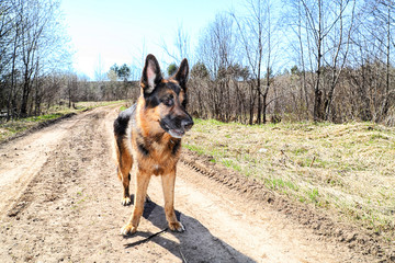 Naklejka premium Dog German Shepherd outdoors in a summer