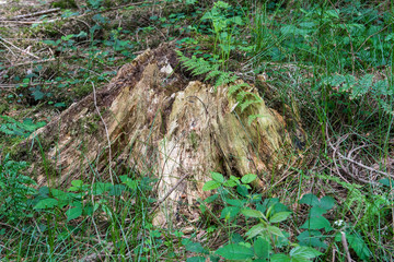 Vielfältiges Leben im Totholz