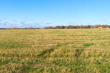 Hay cocks on vast farm field after harvesting 