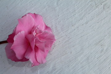 красивая розовая роза на белом фоне , крупным планом        