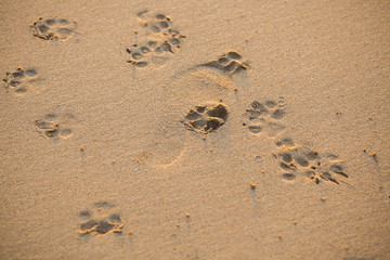 Footprints in the sand