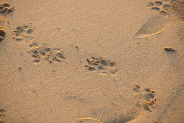 Footprints in the sand