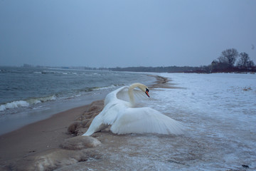 Swan slide on the beach
