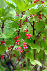 Ripe red currant berries on green bush branches in the garden on summer day close up