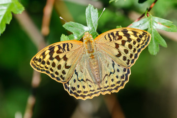 Mariposa. Argynnis pandora.
