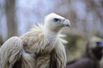 Gänsegeier (Gyps fulvus), captive, Baden-Württemberg, Deutschland, Europa