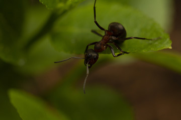 an ant looking down from the leaf, an ant exploring the surroundings around the anthill