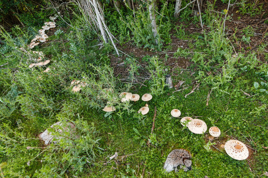 Macrolepiota venenata. Lepiotas estrelladas.