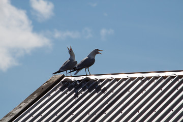 Two seagulls on the top of the roof, sunny day. Blue sky and clouds on the background. Norway