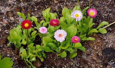 маргаритки. © nikpul