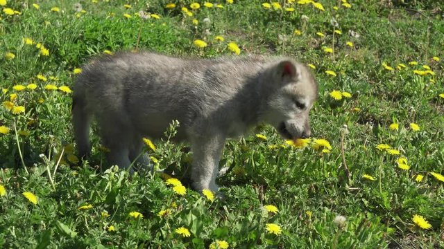 Beautiful amusing puppies of Saarloos wolfhound playing on green lawn in the park stock footage video
