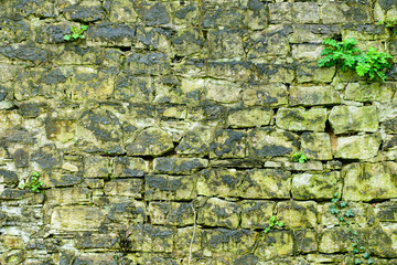 Natural background of the stone wall. Rustic texture, the sprout