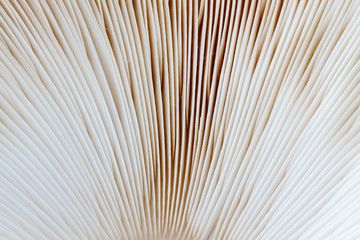 Láminas de lepiota estrellada. Macrolepiota venenata.