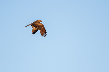 Milano Negro en vuelo. Milvus migrans.
