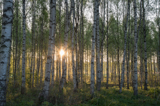 Sunrise behind birtches, Finland