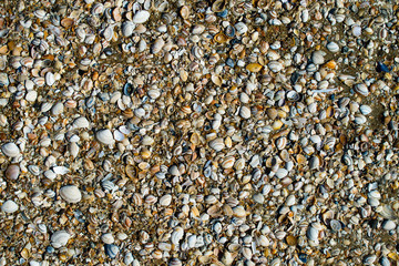 Variety of seashells from the beach on sand background. Seashell
