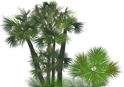 large and small green palm trees group on white