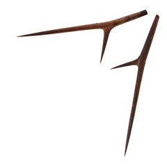 Obraz premium The image of thorns.