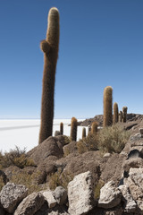 Fototapeta na wymiar Trichoreceus Cactus on Isla Incahuasi - Isla del Pescado - Salar de Uyuni, Bolivia - South America