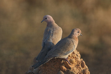 A sign of peace, Laughing Doves are pretty to watch and resident in many areas of the country. A...