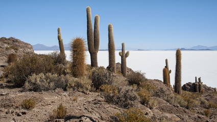 Trichoreceus Cactus on Isla Incahuasi - Isla del Pescado - Salar de Uyuni, Bolivia - South America