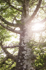 Fototapeta premium backlit tree with sunburst