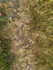 Fototapeta premium Green and yellow grass. Earth background 