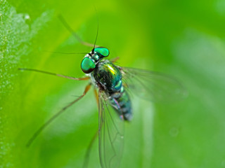 Macro Photo of Head of Beautiful Fly on Green Leaf