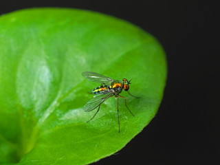 Macro Photo of Beautiful Fly on Green Leaf Isolated on Background